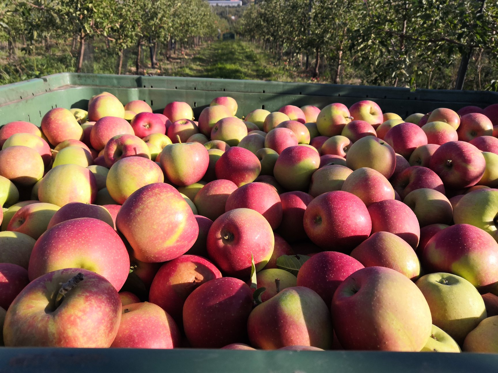 Úroda byla mizerná. Ovocných sadů je málo, říká předseda Ovocnářské unie