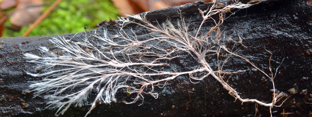 Interiér z podhoubí odstartoval Designblok. Špičky oboru se představí v Praze