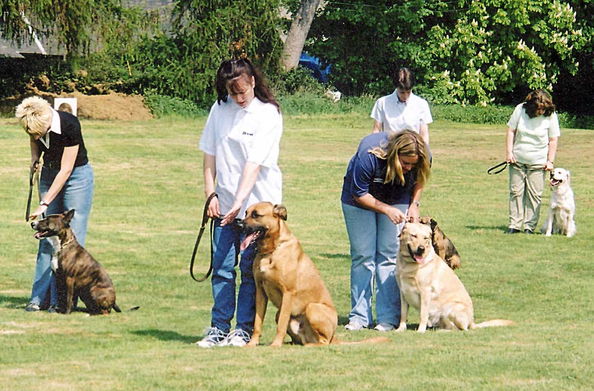 Pes: dobrý sluha, zlý pán. S výcvikem neotálejte