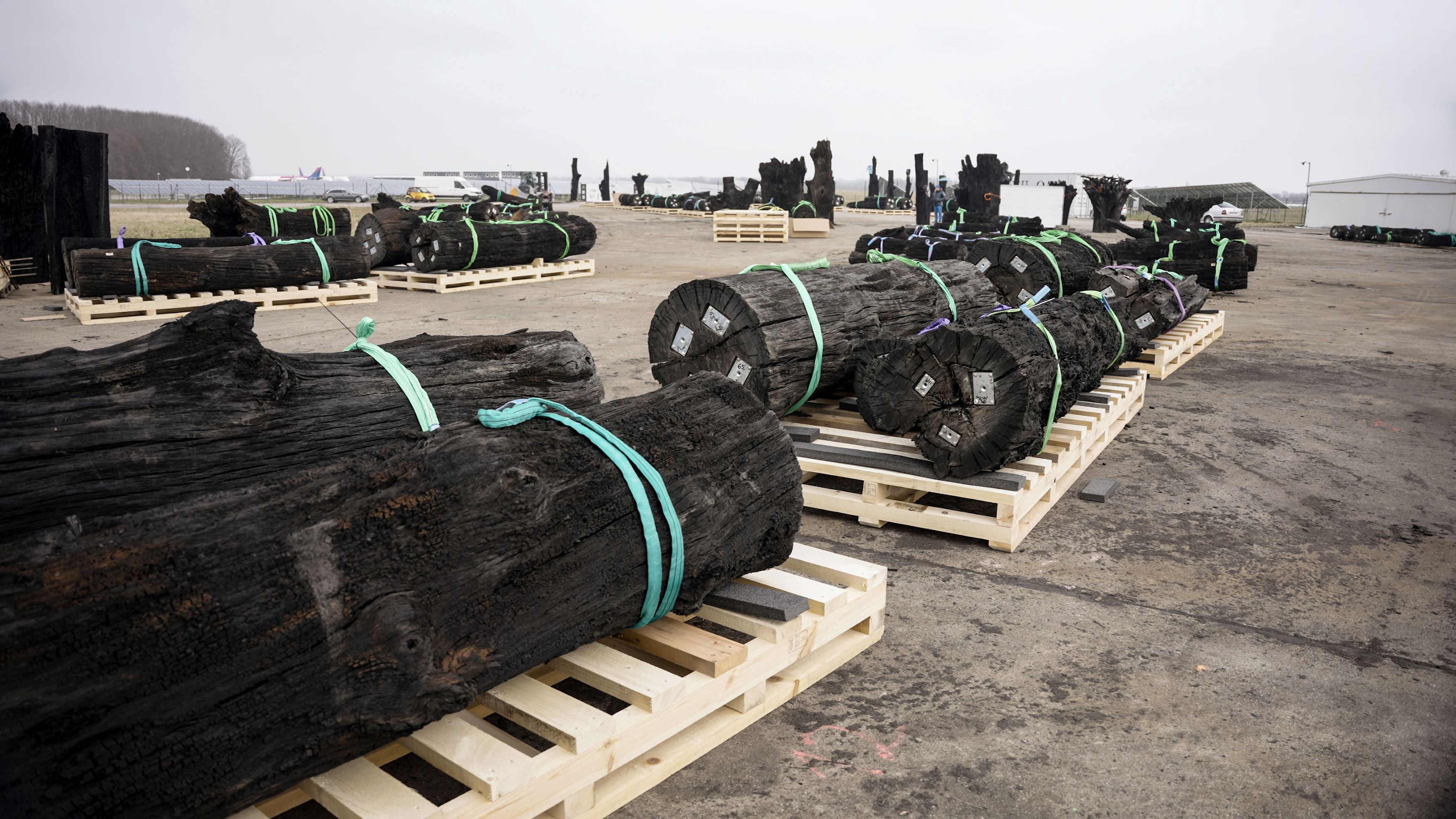 Tisíce let staré duby míří z řeky Olše do Japonska. Z letokruhů se dají vyčíst proměny naší planety