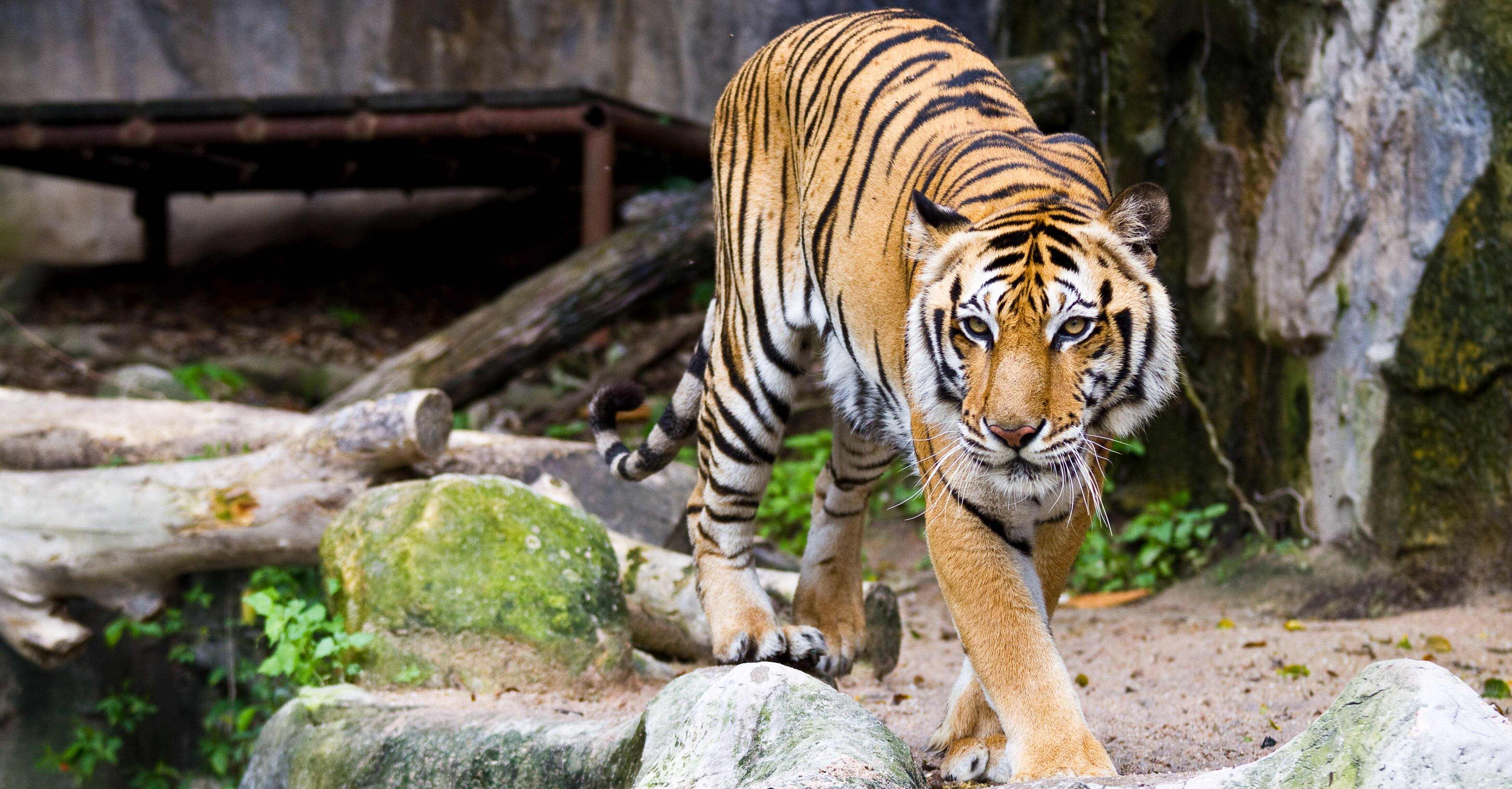 Jihlavská zoo nabízí adopci tygra přes eshop. Pořídíte ho za 20 tisíc