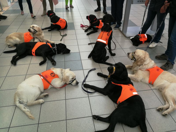 Pomocné tlapky nejsou zdarma. Výcvik psa stojí 250 tisíc 