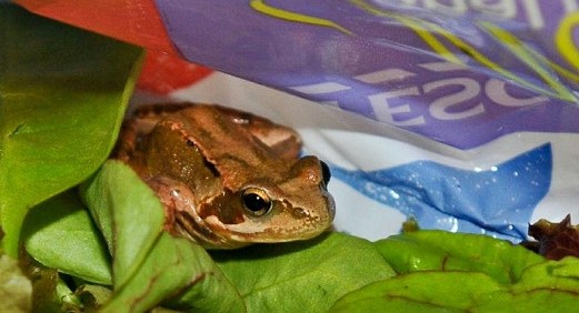 Žabí princ v salátu z polského Lídlu překvapil zákaznici