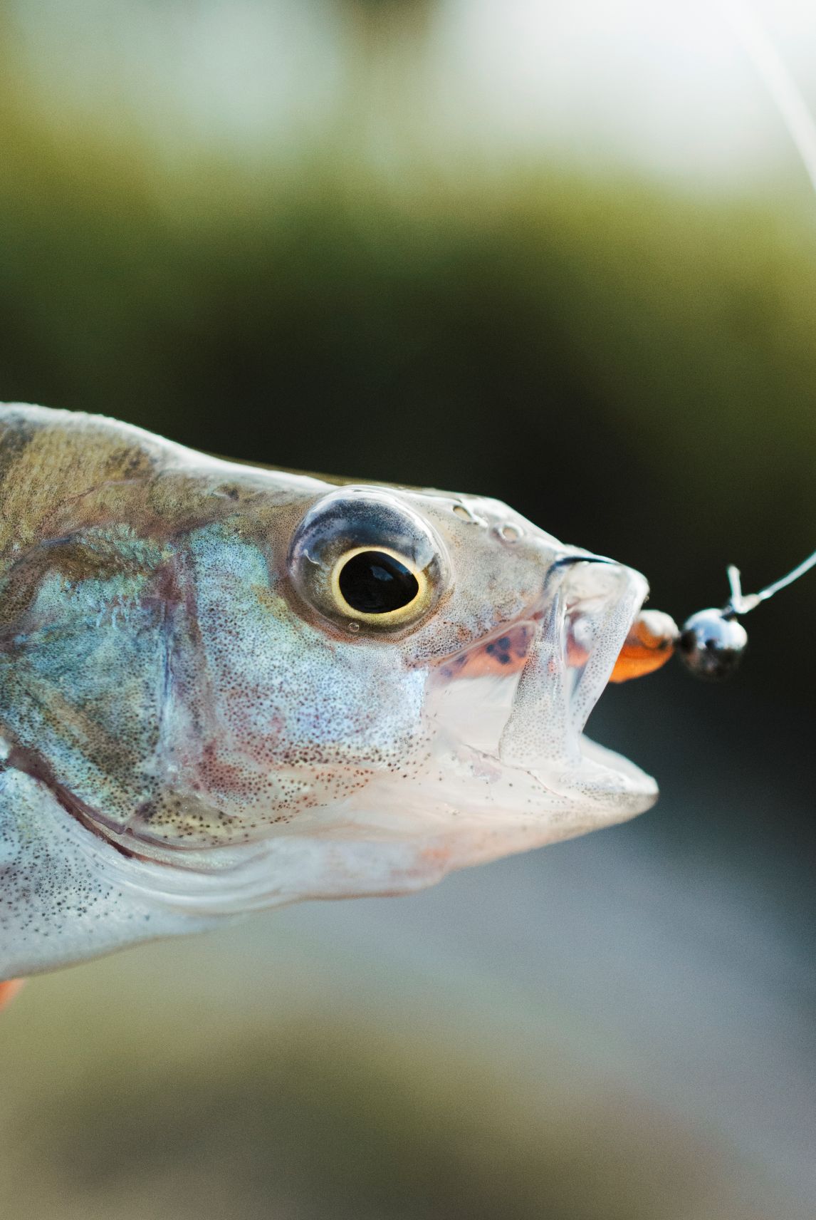 Hromadný úhyn ryb zaznamenali rybáři o víkendu v Modlanské nádrži na Teplicku