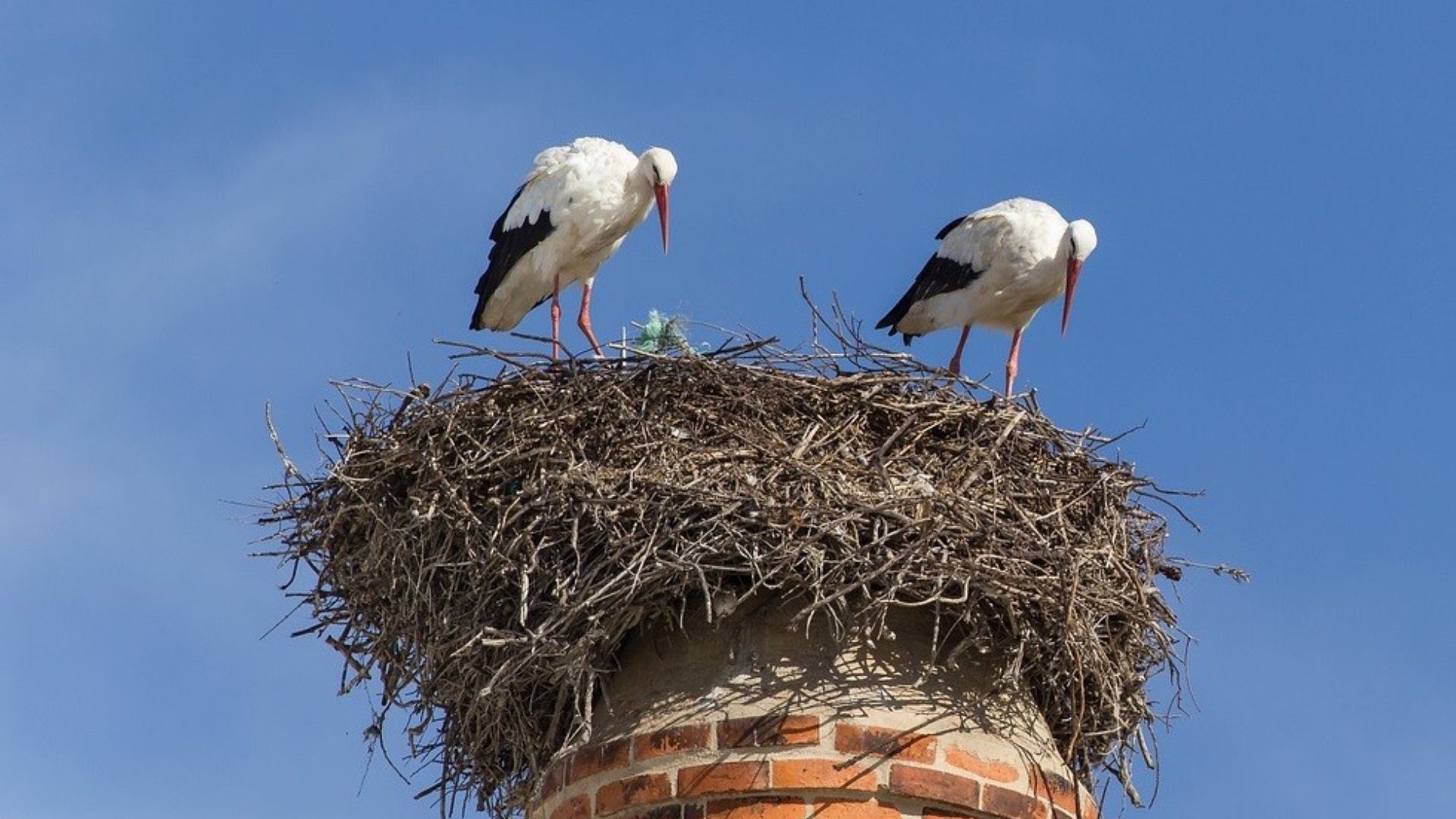 Čapí návrat: Na českých komínech je letos rekordně rušno